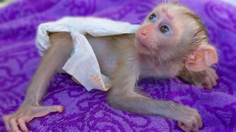 diapers for finger monkeys|monkeys r us diapers.